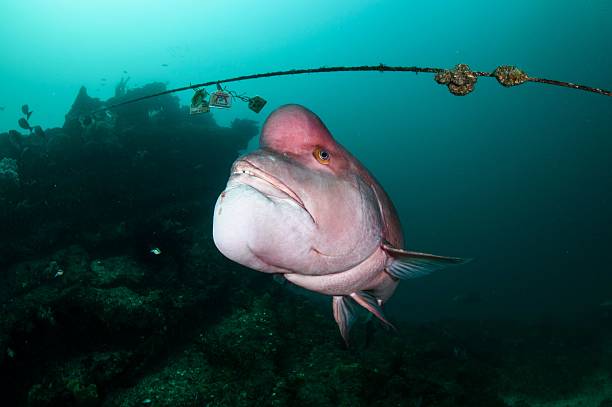istock Humphead wrasse with its distinctive forehead. 2232981208
