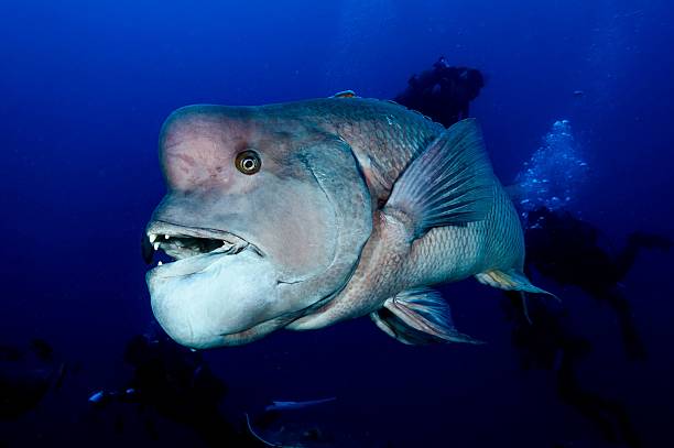 istock Humphead wrasse swims close to the reef. 2232981268