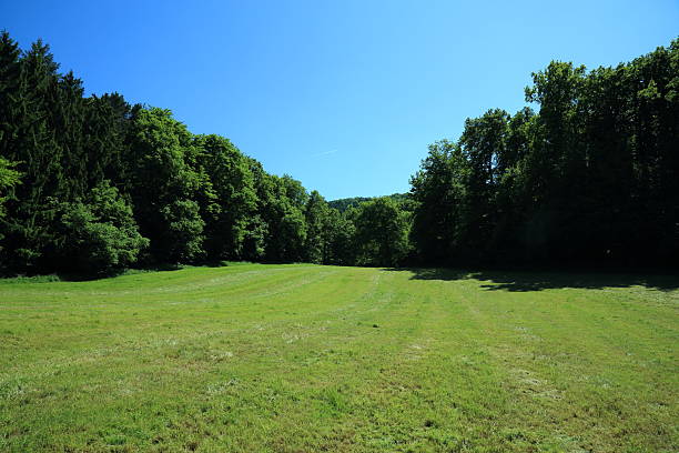 istock Temperate forest edge and mowed meadow 2232982593