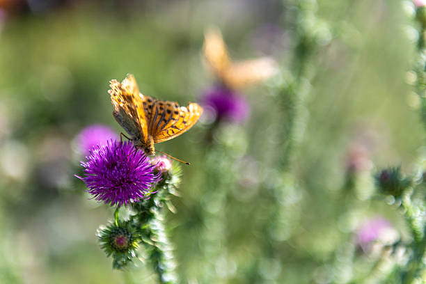 Close-up of a high brown fritillary -Fabriciana adippe- sitting on a flower in the mountain meadows of northern Kyrgyzstan.
