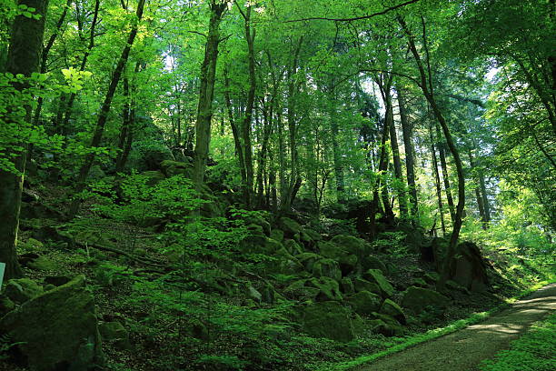 Beautiful green forest on the mountain in eastern area of Serbia