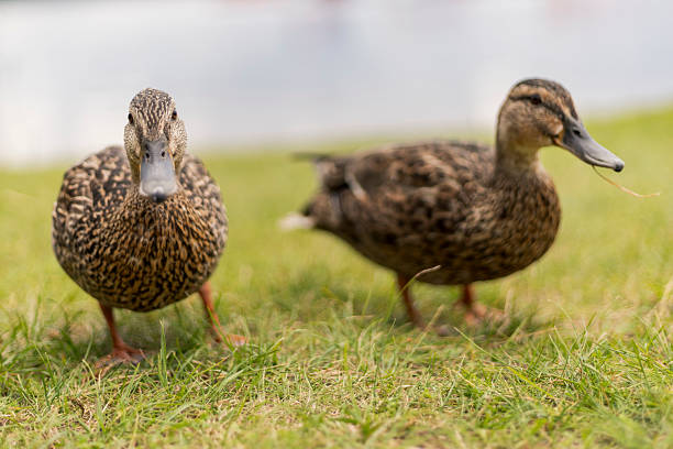 istock Two ducks with patterned feathers gently forage on a lush green lawn beside a calm body of water. Sunshine creates a peaceful ambiance in the park during late afternoon 2232983396