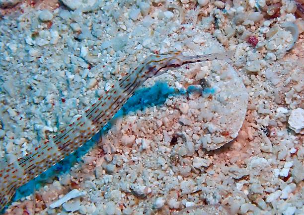istock Schultz’s Pipefish (Corythoichthys schultzi) Camouflaged on Sandy Seafloor 2232988526