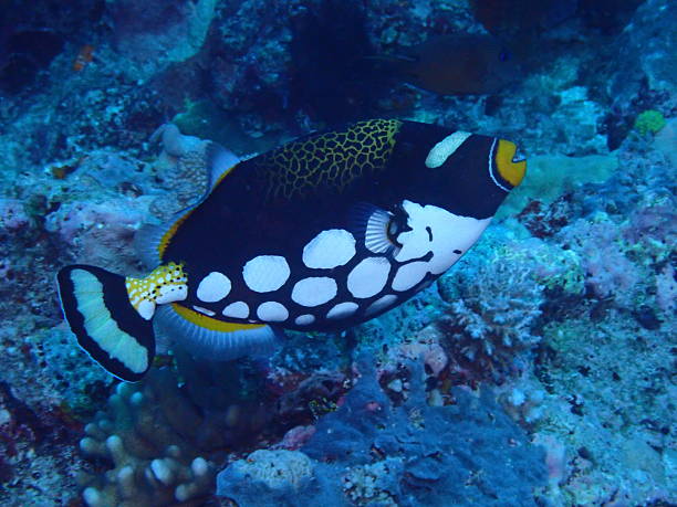istock Clown Triggerfish (Balistoides conspicillum) Swimming Over Coral Reef 2232990482