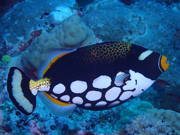 istock Clown Triggerfish (Balistoides conspicillum) Swimming Over Coral Reef 2232990509
