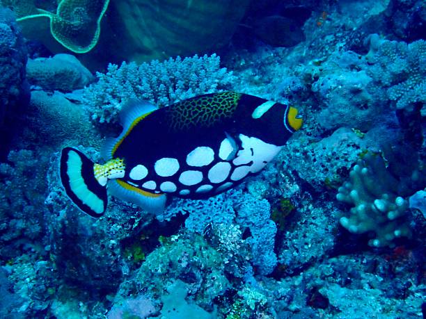 istock Clown Triggerfish (Balistoides conspicillum) Swimming Over Coral Reef 2232990519