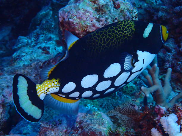 istock Clown Triggerfish (Balistoides conspicillum) Swimming Over Coral Reef 2232990526