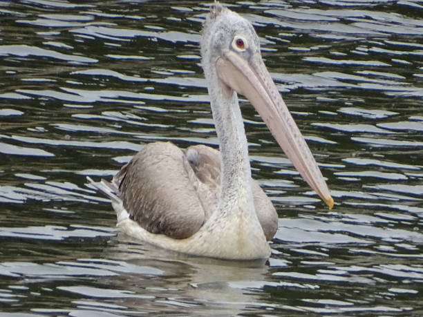 istock THE SPOT BILLED PELICAN 2232991584