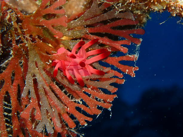 istock Red aeolid nudibranch (Phyllodesmium sp.) crawling on reef substrate, Great Barrier Reef, Coral Sea 2232992802