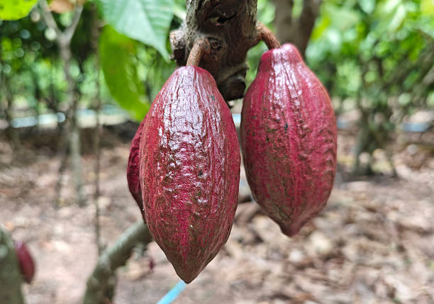 istock Red Cocoa pod fruit hanging on tree branch 2232992968