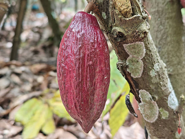 istock Red Cocoa pod fruit hanging on tree branch 2232992970