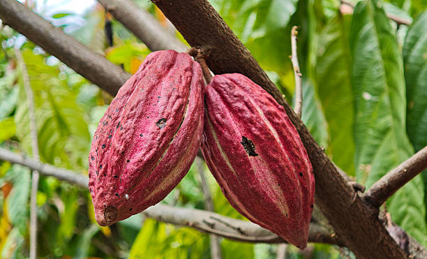 istock Red Cocoa pod fruit hanging on tree branch 2232993000