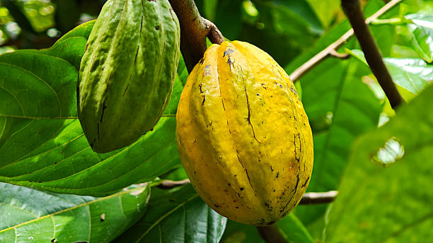 istock Cocoa pods hanging on tree in cocoa plantation 2232993016