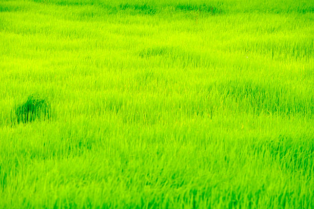 A beautiful view of a lush green rice field creating a vibrant landscape under a bright blue sky, showcasing the essence of nature's growth and agricultural beauty.