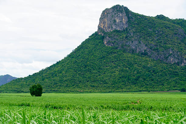 istock Lush Green Landscape with Mountain and Sugarcane Field in Thailand 2232995159