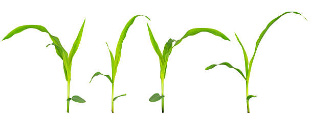 istock Young green corn plant isolated on white background with clipping path. Fresh maize seedling with bright leaves and stem, symbol of agriculture, farming, growth, bio energy, organic food production. 2232995293
