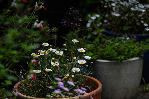 Daisies in a Plant Pot