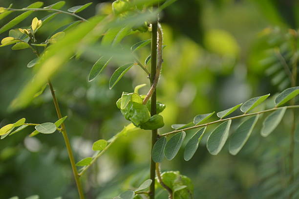istock Fresh green leaves with blur natural background and soft light 2232999106