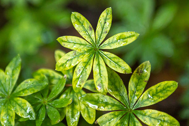 Rainy dan in forest, raindrops on green leaves.Black Forest - Germany.