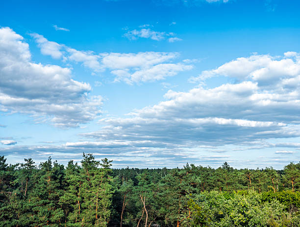 Beautiful panoramic view of a green forest touching a cloudy blue sky with cumulus clouds during a sunny summer day, creating a peaceful and idyllic natural scenery