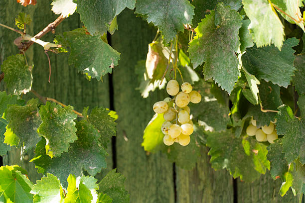 istock Green Grapes Hanging on Vine 2233003343