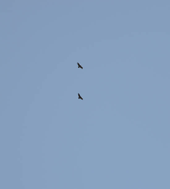 istock Condor ' s couple on the sky 2233003584