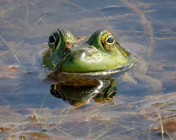 istock Bullfrog Bull frog in the pond 2233004681
