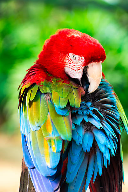istock Colorful Macaw Parrot with Vibrant Red, Green, and Blue Feathers 2233005662