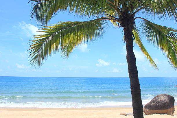 Coconut palm trees in tropical beach
