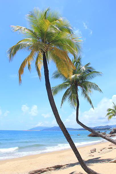 istock Coconut palm trees in tropical beach 2233006472