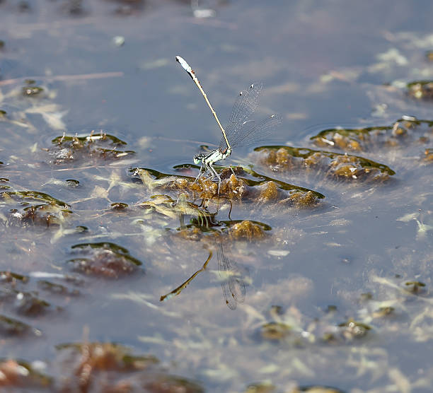 One of the most familiar, widespread and abundant Damselflies in Europe, well known from eutrophic habitats and garden ponds.Field characters: Total 30-34mm, Abdomen 22-29mm, Hindwing14-21mm.Habitat: Abundant at running and especially standing waters; tolerant of some salinity but avoids acid habitats such as Spagnum bogs.Flight Season: Late April to Late September in Central and North Europe, normally with only one Generation.Distribution: Throughout Europe (Ireland to Japan).This is a Common Species in the Netherlands in the described Habitats.