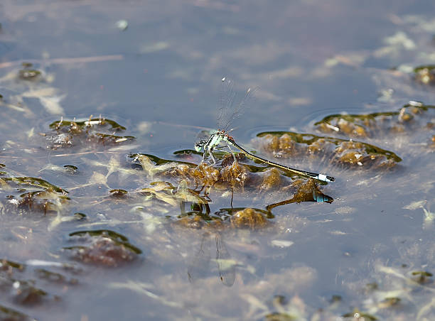 One of the most familiar, widespread and abundant Damselflies in Europe, well known from eutrophic habitats and garden ponds.Field characters: Total 30-34mm, Abdomen 22-29mm, Hindwing14-21mm.Habitat: Abundant at running and especially standing waters; tolerant of some salinity but avoids acid habitats such as Spagnum bogs.Flight Season: Late April to Late September in Central and North Europe, normally with only one Generation.Distribution: Throughout Europe (Ireland to Japan).This is a Common Species in the Netherlands in the described Habitats.