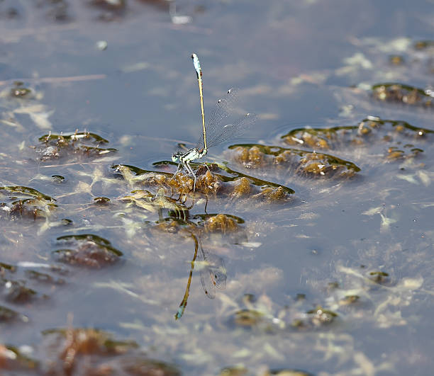 One of the most familiar, widespread and abundant Damselflies in Europe, well known from eutrophic habitats and garden ponds.\nField characters: Total 30-34mm, Abdomen 22-29mm, Hindwing14-21mm.\nHabitat: Abundant at running and especially standing waters; tolerant of some salinity but avoids acid habitats such as Spagnum bogs.\nFlight Season: Late April to Late September in Central and North Europe, normally with only one Generation.\nDistribution: Throughout Europe (Ireland to Japan).\n\nThis is a Common Species in the Netherlands in the described Habitats.