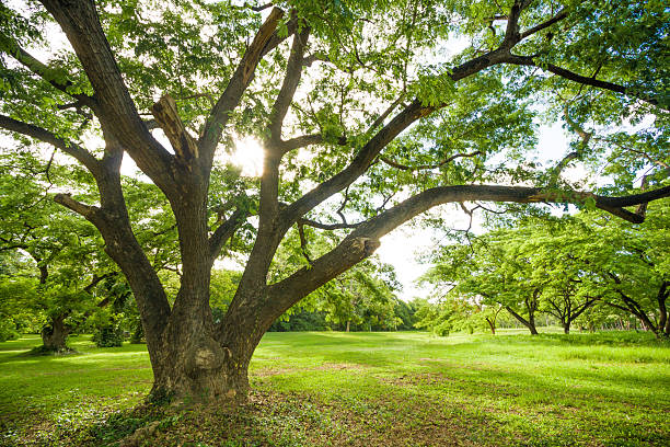 istock Big tree in the garden with beautiful spreading branches and sunlight shining through the leaves. Natural scenic background symbolizing growth, life, and tranquility. 2233009170