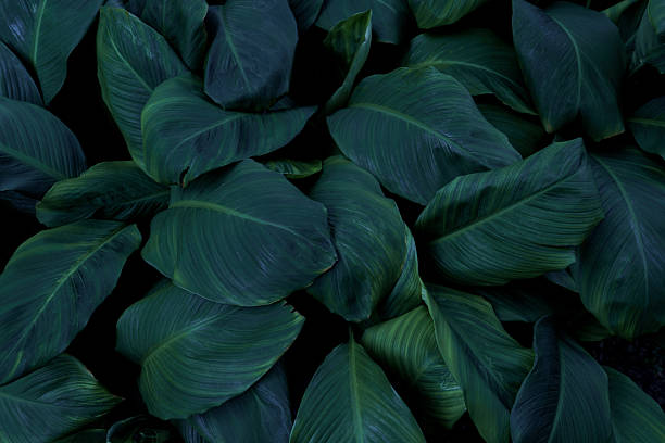 Dark leaves background of small twig with sharp leaves on blurred background – Lush forest vegetation of wild herbs with detailed texture with copy space