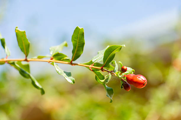 Pomegranate flowers and fruits on a pomegranate tree