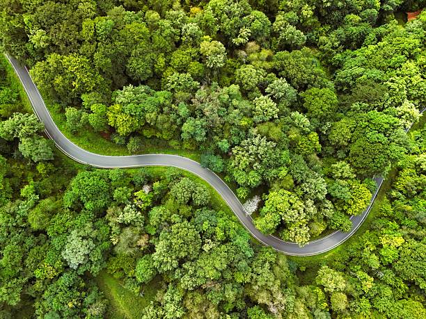 istock Aerial View of Curvy Road Through Dense Green Forest 2233011820
