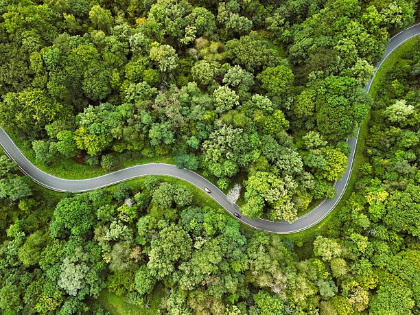istock Aerial View of Curvy Road Through Dense Green Forest 2233011821