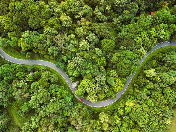 istock Aerial View of Curvy Road Through Dense Green Forest 2233011822