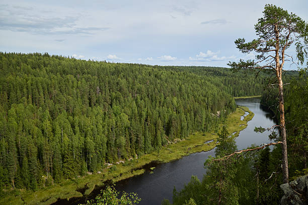 istock A Serene Forest Landscape Featuring a River that Embodies Natural Harmony and Beauty 2233011868