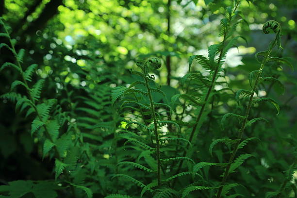 Young fern plants in temperate forest. This image shows several young fern fronds in the process of unfolding within a lush forest habitat The plants exhibit circinate vernation where the leaves curl outward as they grow The soft ambient light and deep green surroundings reflect a moist and shaded woodland environment typical of temperate zones This scene highlights early plant development in natural undergrowth ecosystems