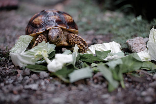 Mediterranean Hermann tortoise with distinctive shell markings exploring natural habitat among fresh green vegetation and weathered yellow wood surface. The reptile displays characteristic dome-shaped shell with dark and light patterns while actively foraging near leafy plants in its outdoor environment. Natural lighting highlights the tortoise’s detailed shell texture and curious behavior as it navigates between wooden structure and growing vegetation. This authentic wildlife moment embodies themes of reptile behavior, Mediterranean fauna, natural habitats, species conservation, and wildlife observation. The combination of natural environment with wildlife activity creates strong visual appeal perfect for nature documentaries, reptile education materials, conservation publications, wildlife photography portfolios, or environmental awareness content. The image commercially valuable for wildlife conservation organizations, nature education programs, reptile care guides, or eco-tourism marketing celebrating Mediterranean biodiversity and the importance of protecting natural habitats that support native species and their traditional behaviors.​​​​​​​​​​​​​​​​