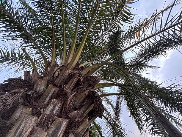 Captivating Palm Tree Gaze: A Low-Angle Perspective Showcasing Fronds Against a Serene Sky Offering a Tranquil Tropical Aesthetic for Travel and Relaxation Themes
