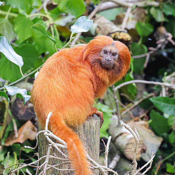 istock Golden lion tamarin 2233015690
