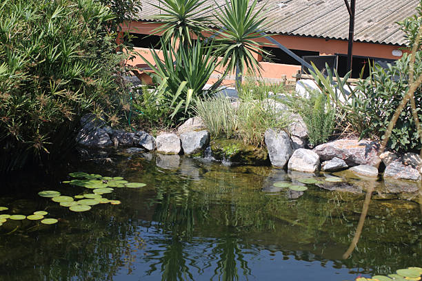 Water lilyes leafs on lake with koi fishes