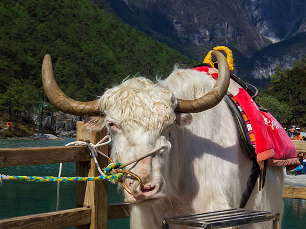 istock Yak, Blue Moon Valley, Lijiang, Yunnan, China 2233016896
