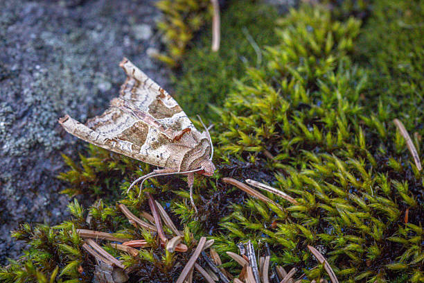 A Brown Angle Shades moth in his natural environment in the Laurentian forest of Canada.