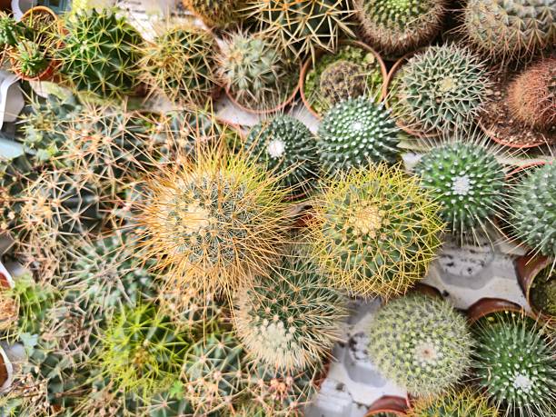 istock Close-up view of various cactus plants with different shapes, textures, and sharp spines, arranged in small pots. Perfect for nature, gardening, and desert-themed concepts 2233019207