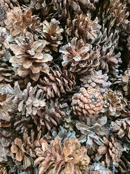 Close-up of many dried brown pine cones, perfect for natural decoration, rustic background, autumn, and Christmas themes