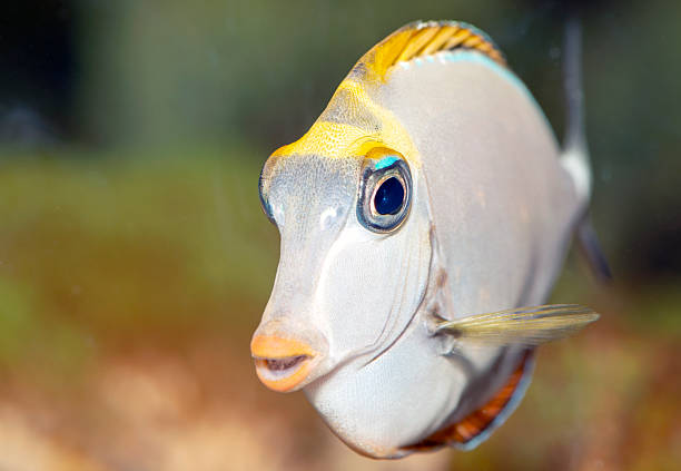 Tropical Fish Naso Tang,Unicorn Fish